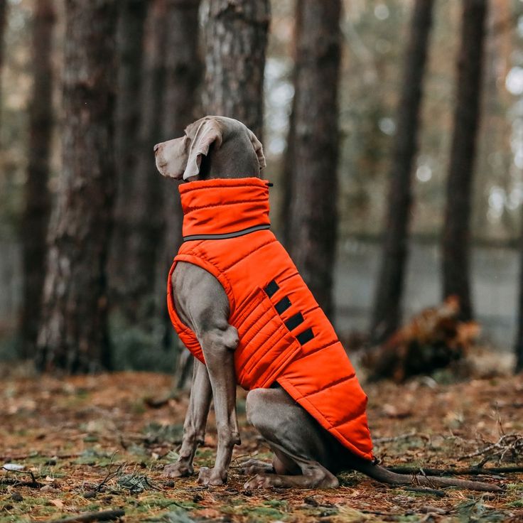 Dog-img